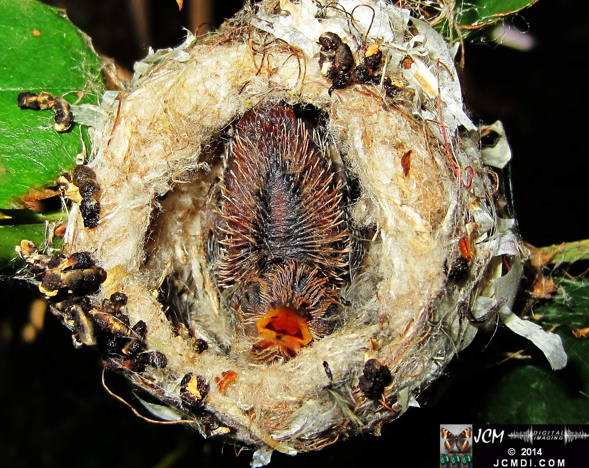 Allens Hummingbird nest and chick 3-16-2014